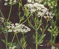 Anise